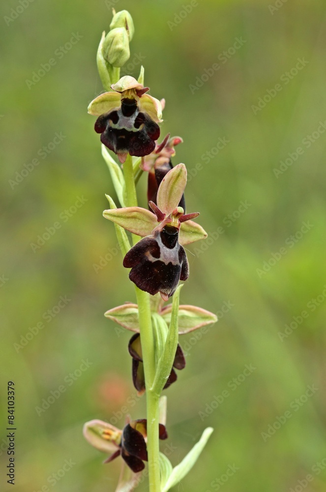 Ophrys holoserica X Ophrys insectifera
Ophrys holoserica X Ophrys insectifera