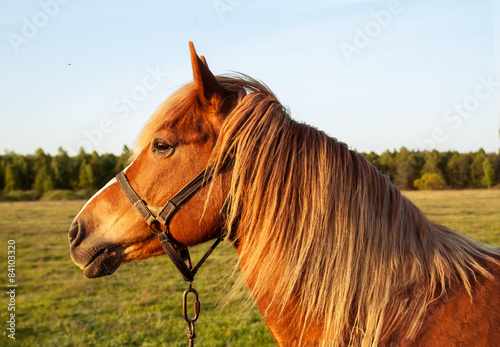 Fototapeta Naklejka Na Ścianę i Meble -  Head red horse at sunset