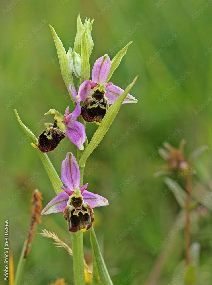Hummel-Ragwurz (Ophrys holoserica)
Hummel-Ragwurz (Ophrys holoserica)
