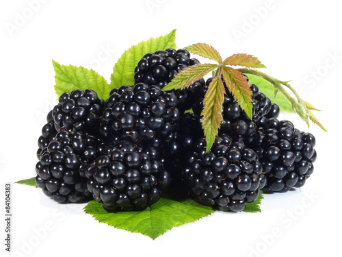 Brombeeren photo