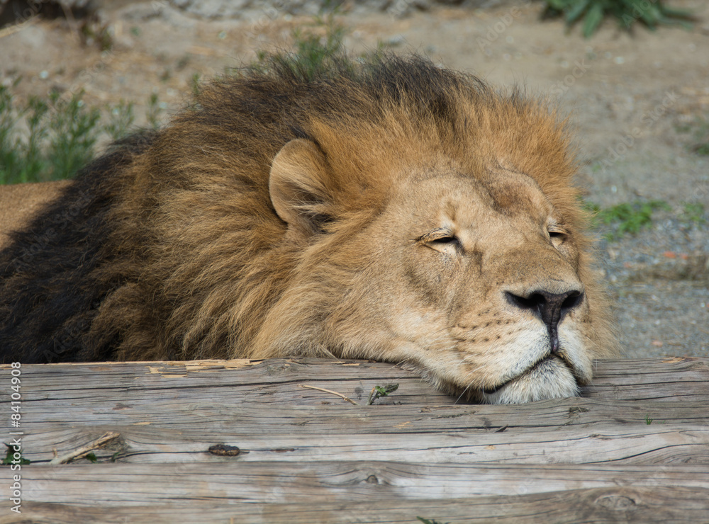 Naklejka premium Lion sleep