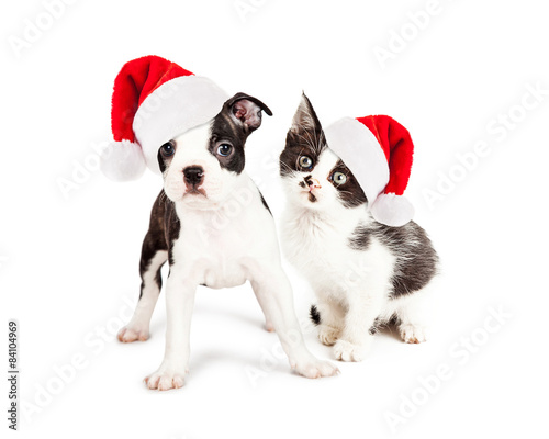 Christmas Black and White Puppy and Kitten