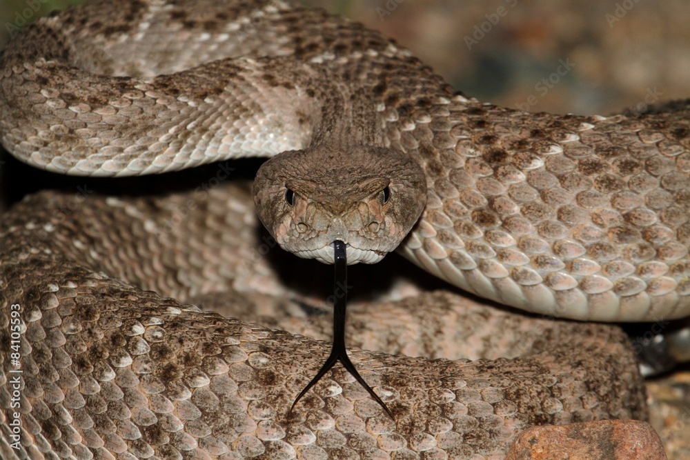 Western Diamondback Rattlesnake (Crotalus atrox) Western Diamondback Rattlesnake (Crotalus atrox)