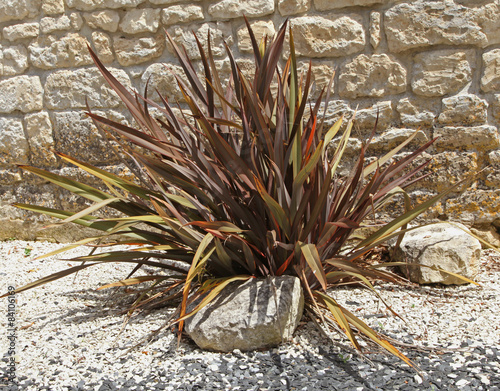 Phormium pourpre photo