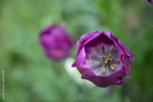 lila violette Tulpen