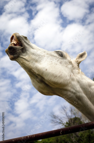 Silly Arabian horse stretching neck out against blue sky, exposing teeth