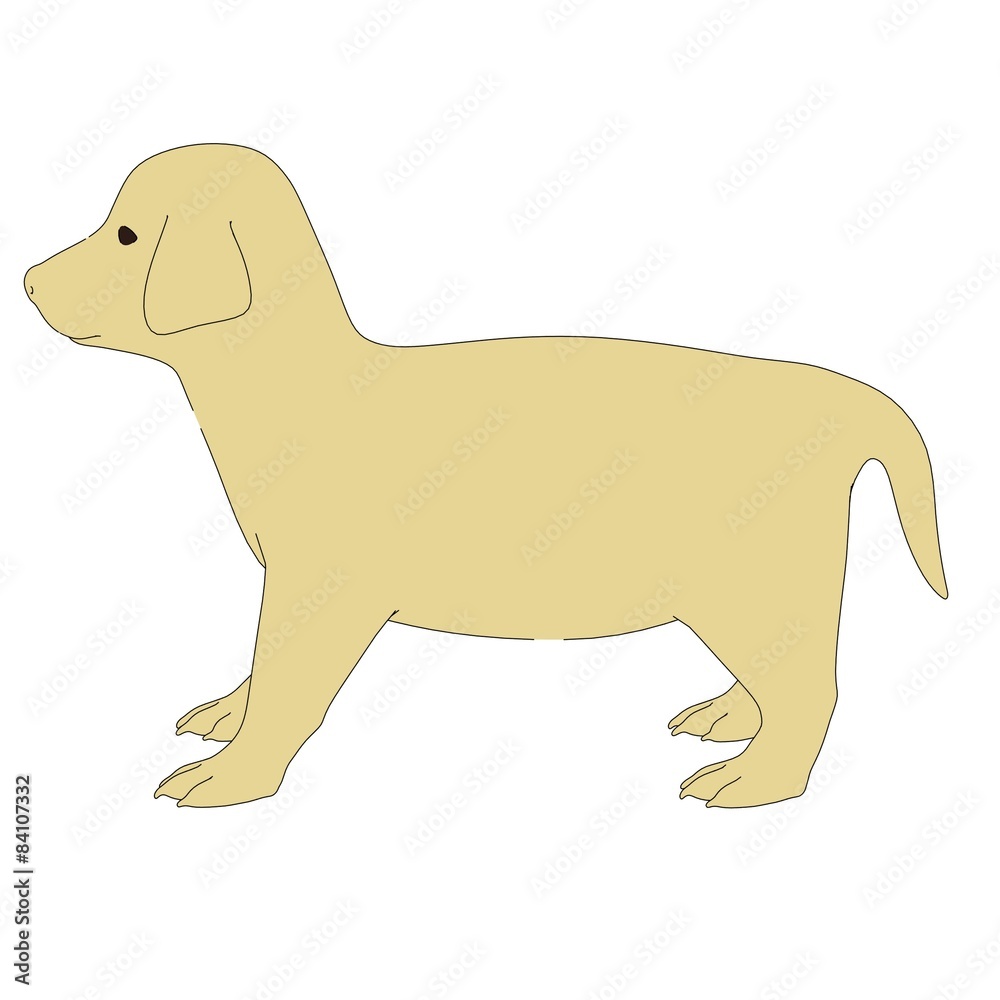 2d illustration of Retriever Puppy