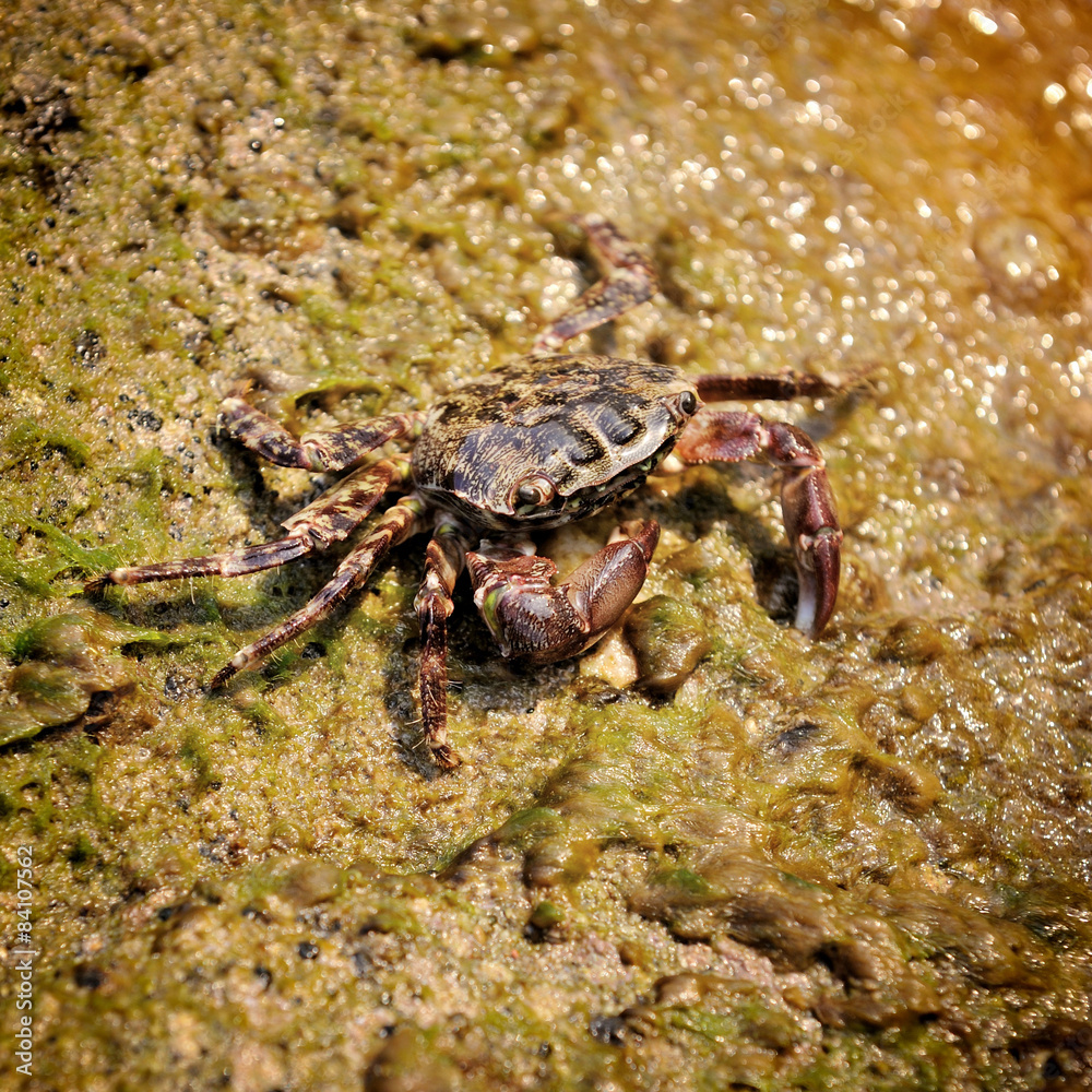 Crab on the stone at the beach, focus on crab Crab on the stone at the beach, focus on crab