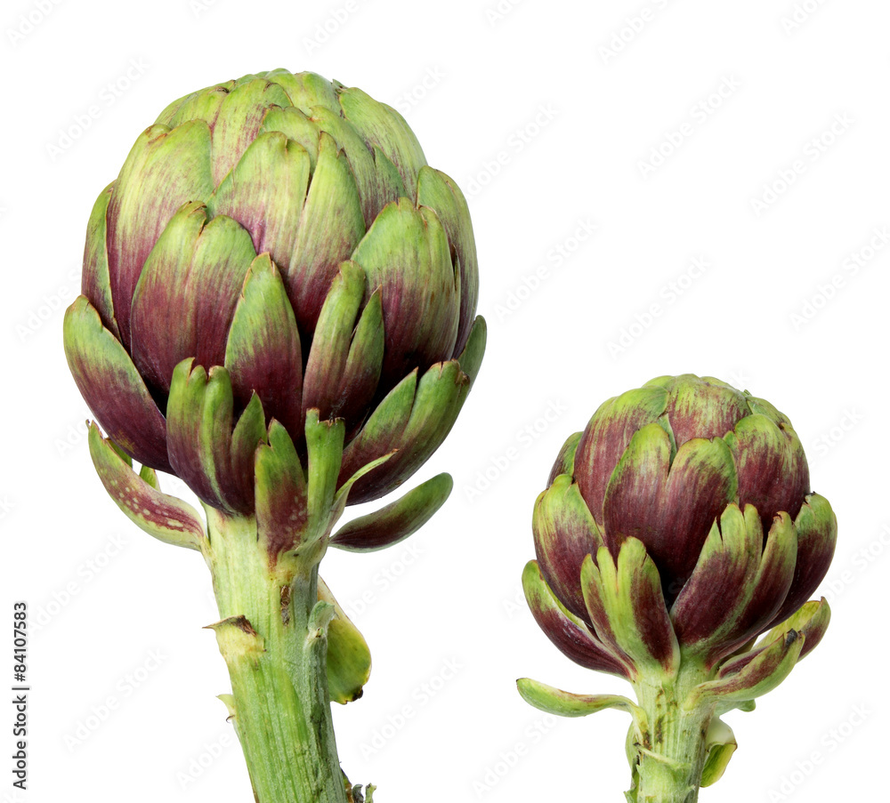 Obraz premium Artichokes
