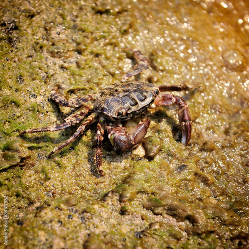 Crab on the stone at the beach  focus on crab