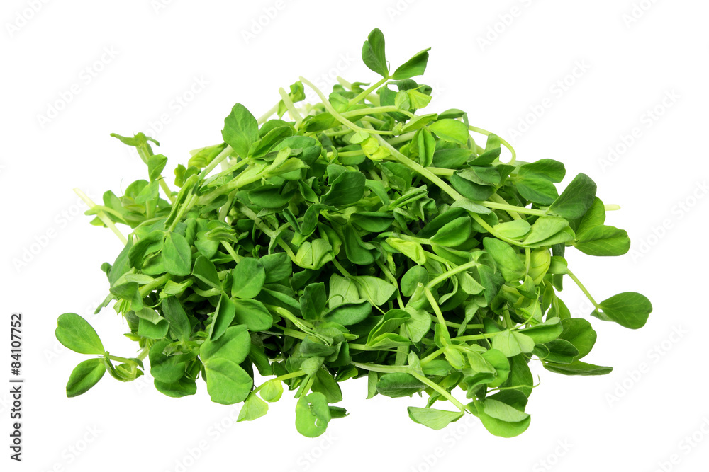 Snow Pea Sprouts Snow Pea Sprouts