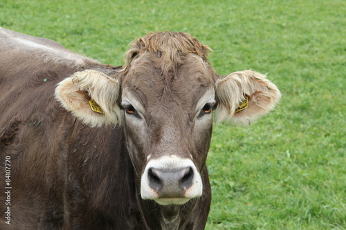 Bild einer braunen Kuh auf der Weide © leomalsam