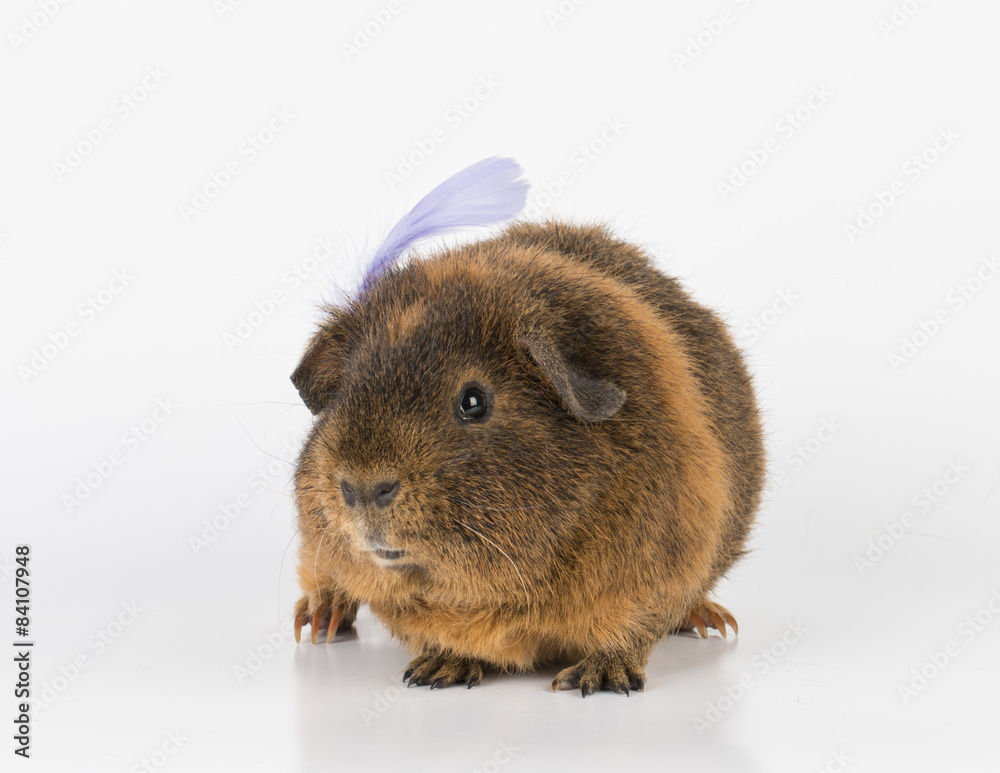 Guinea Pig - Stock image macro. Guinea Pig - Stock image macro.