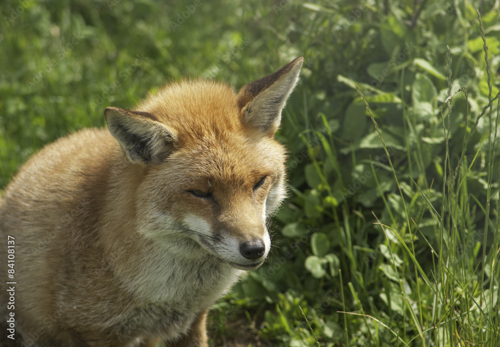 Fototapeta premium Old dog fox in grass