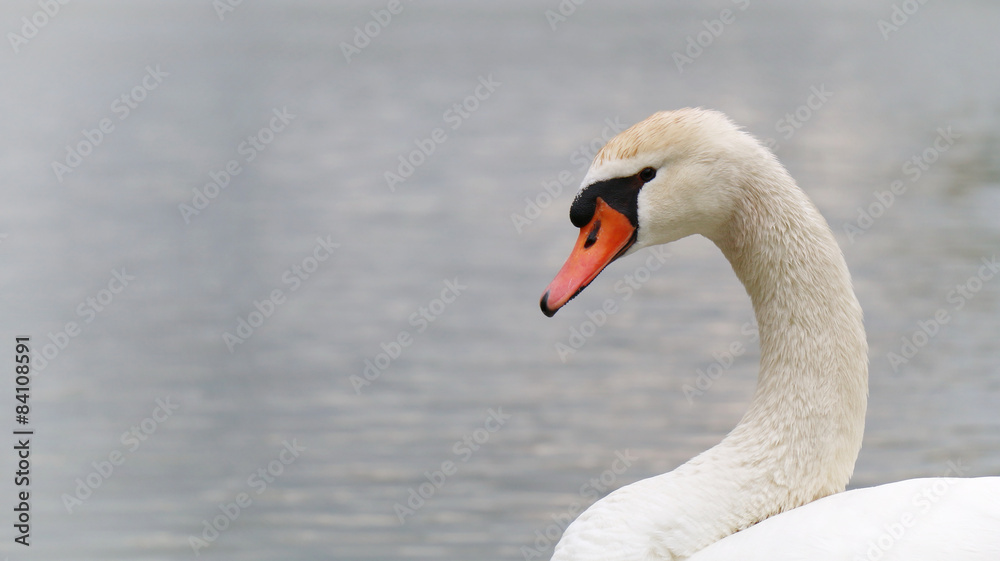 swan swan