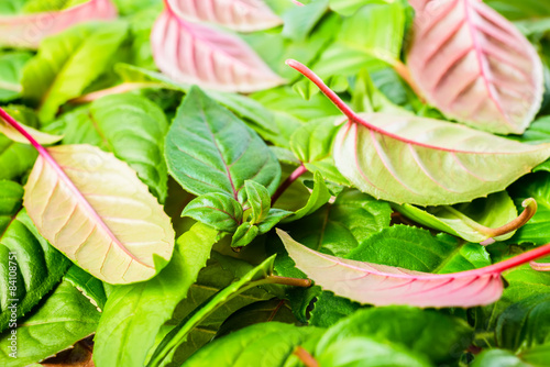 background of green and red leaves fuchsia, closeup