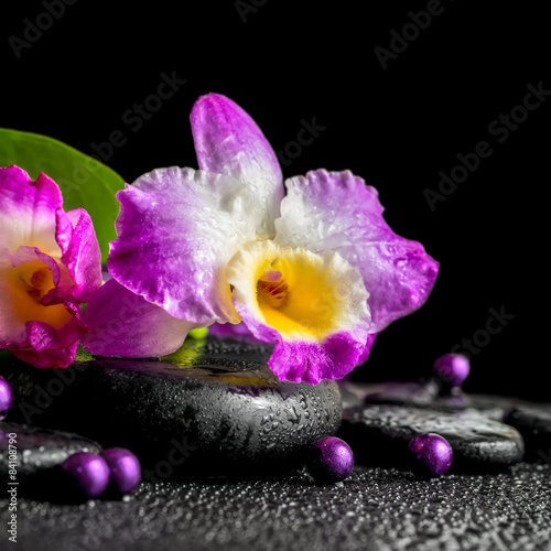 spa still life of purple orchid dendrobium  green leaf Calla lil