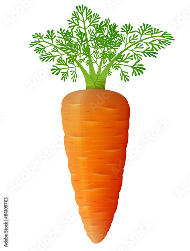 Carrot with leaves close up. Root vegetable isolated on white