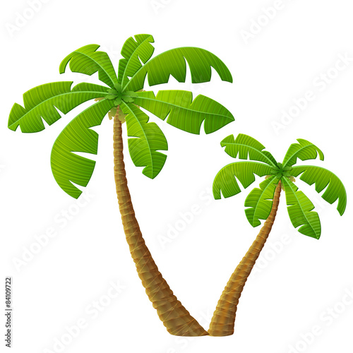 Tropical palm tree with leaves. Group of beach plants