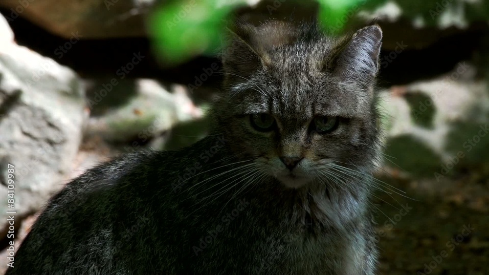 Wildkatze - Jungtiere Wildkatze - Jungtiere