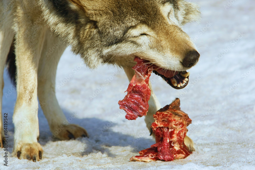 Naklejka premium wolf eats meat