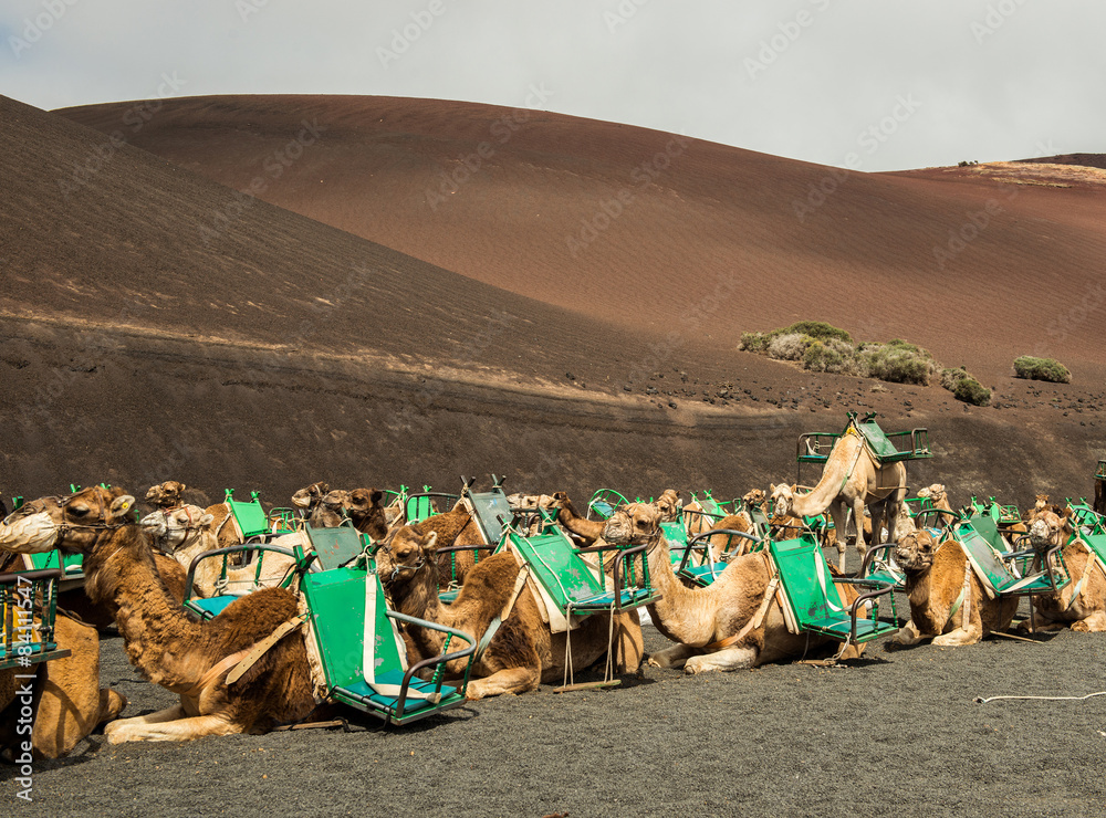 Fototapeta premium Caravan of camels in the desert on Lanzarote 