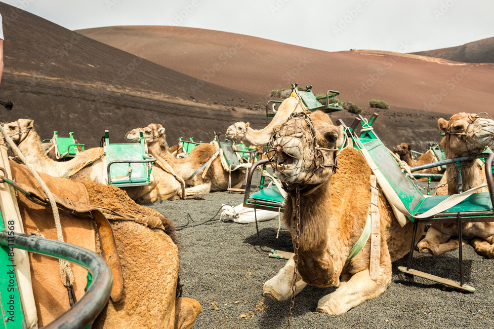 Fototapeta premium Caravan of camels in the desert on Lanzarote 