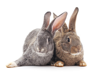 Baby rabbits.