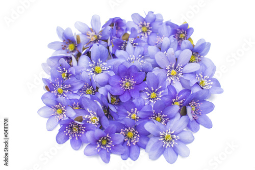 Hepatica nobilis