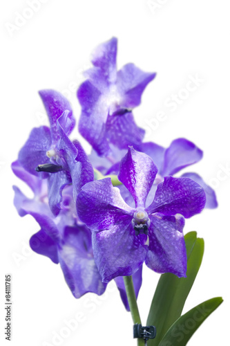 Blue orchid vanda on white