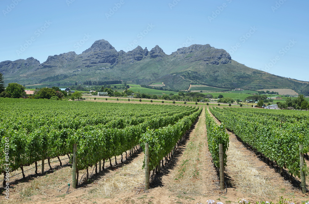 Fototapeta premium Vineyards landscape near Franschhoek