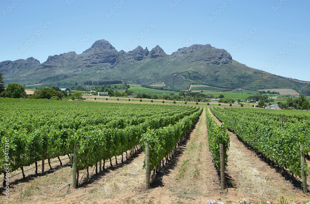 Vineyards landscape near Franschhoek