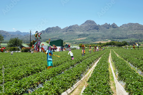Strawberries field near Somerset West photo