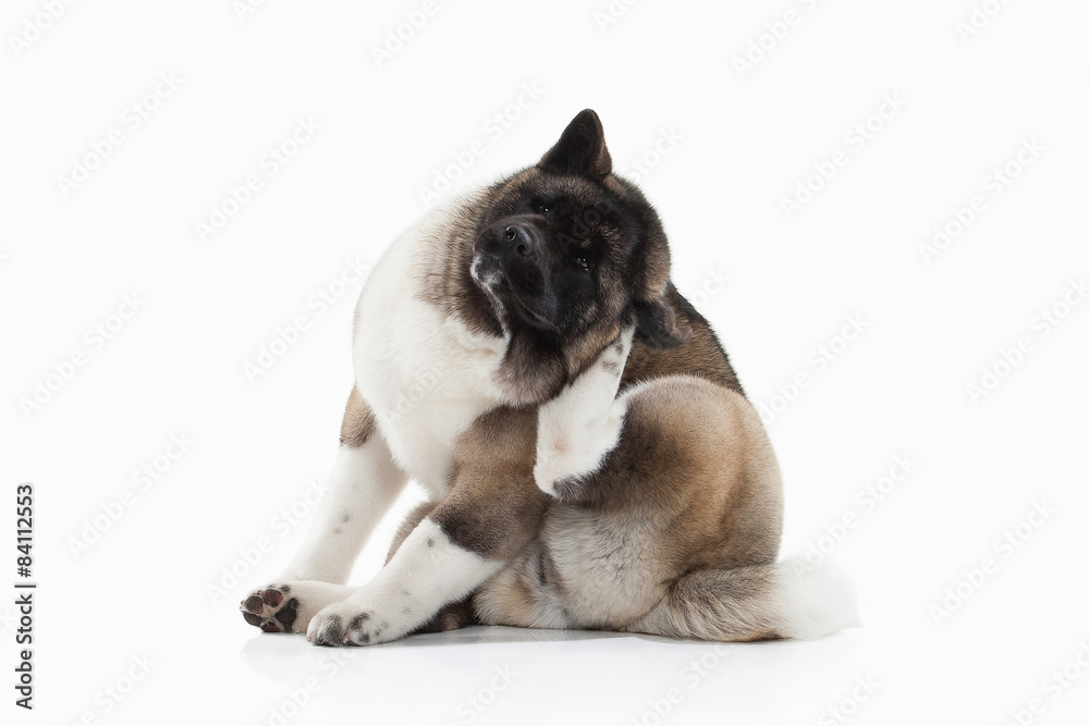 Dog. American Akita puppy of white background Dog. American Akita puppy of white background