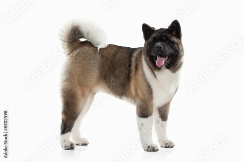 Dog. American Akita puppy of white background