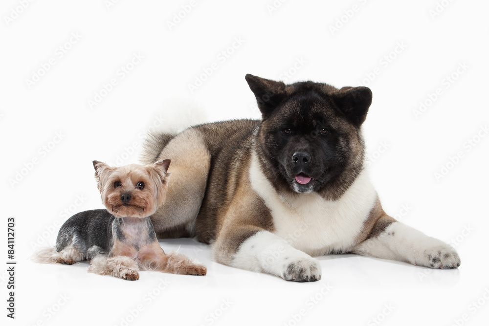 Dog. American Akita puppy and Yorksjire terrier of white backgro