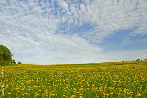 Field of dandelions in the countryside in Germany.