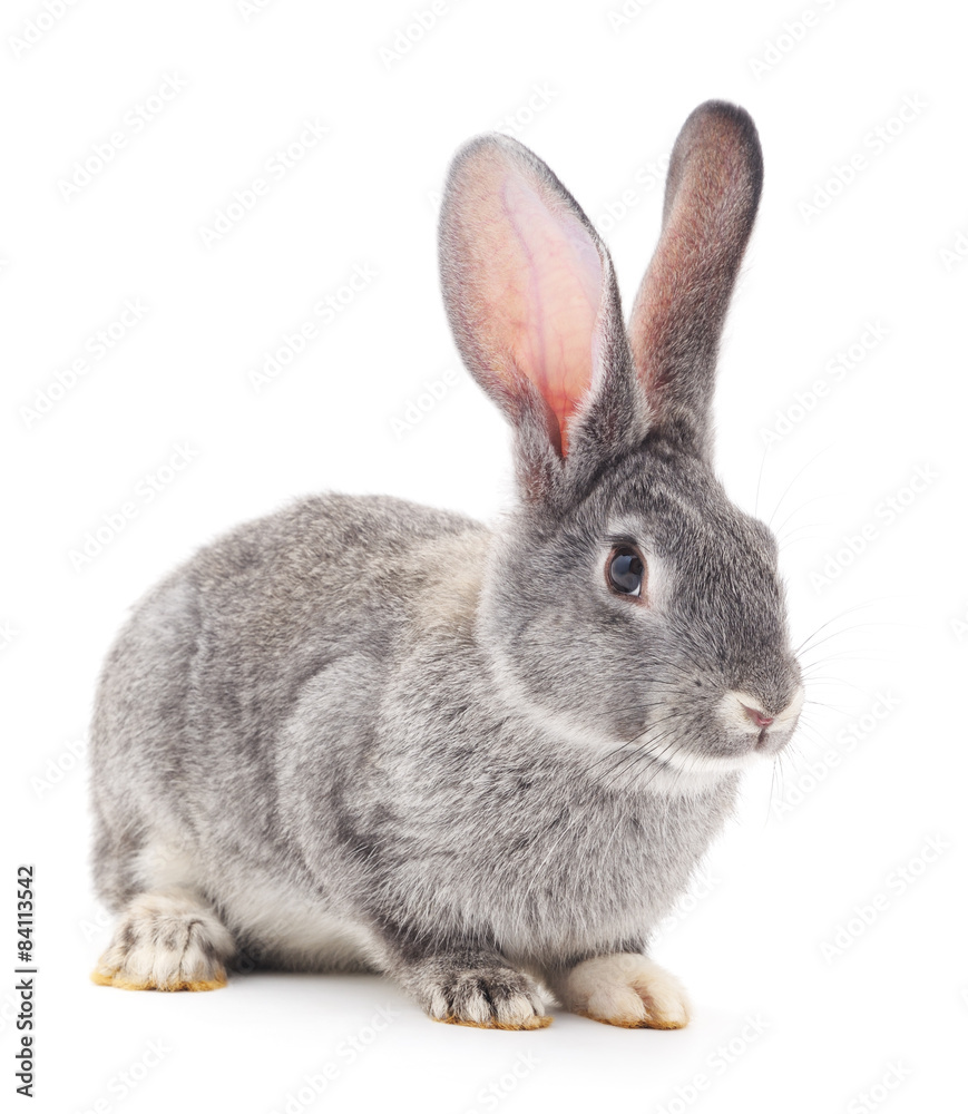 Obraz premium Grey rabbit .