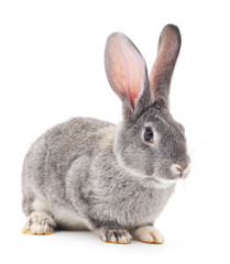 Grey rabbit .