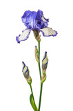 purple iris isolated