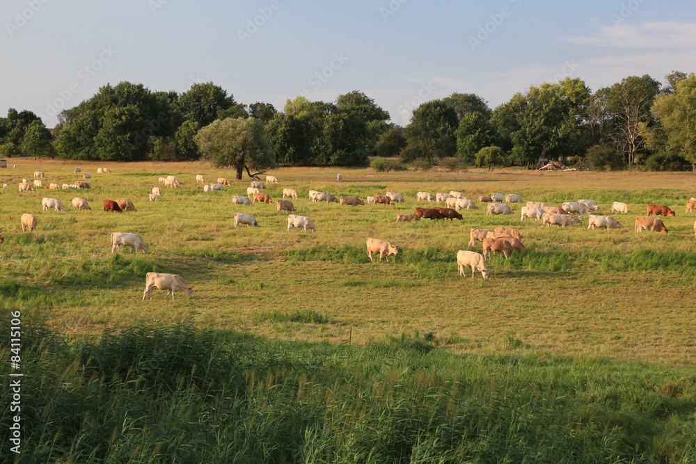 Rinderherde im Oderbruch Rinderherde im Oderbruch