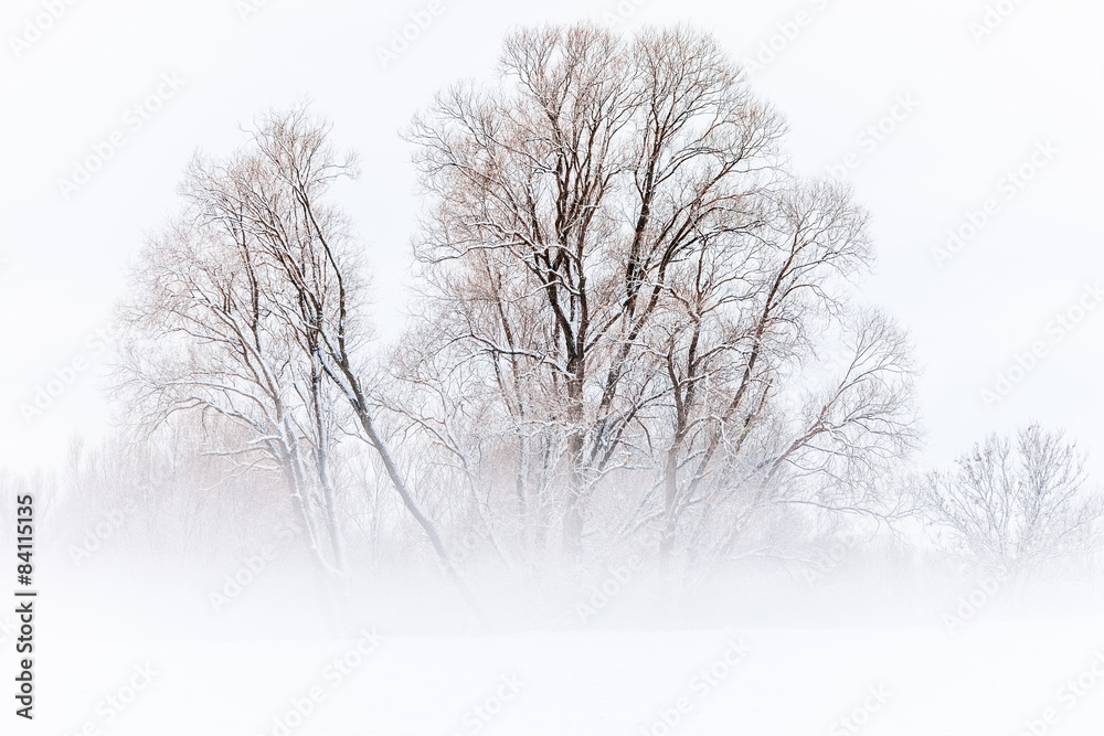 Fototapeta premium Winterland