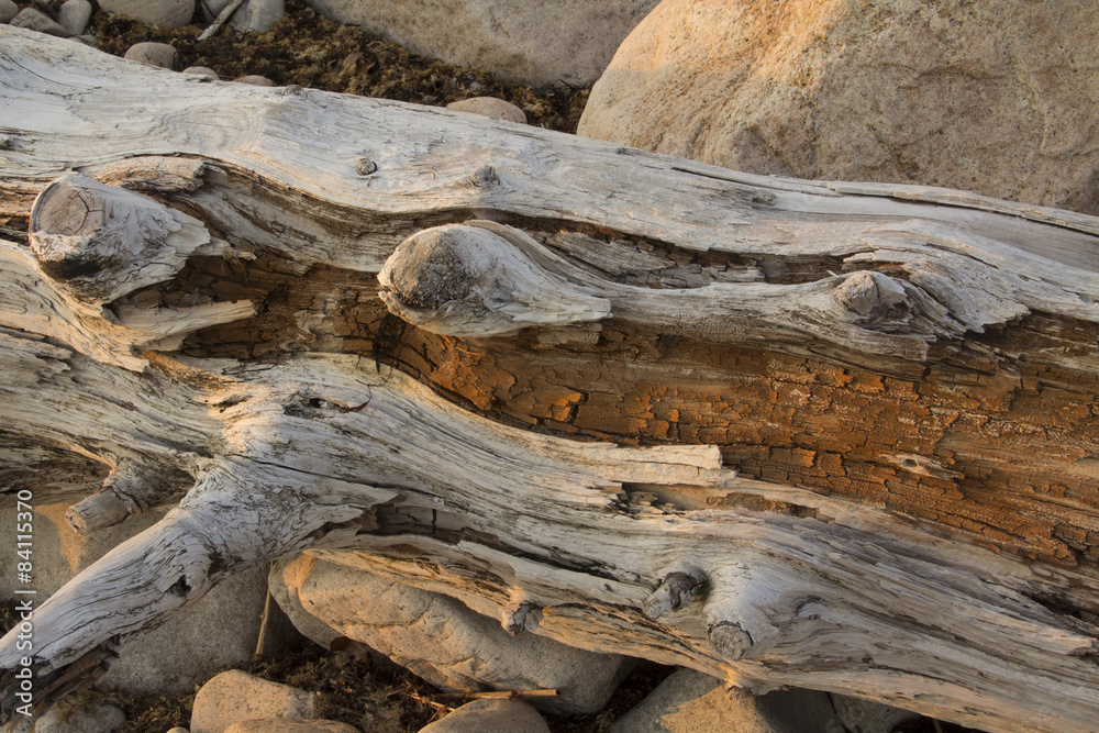 Driftwood log and boulders at sunset on the beach in Connecticut Driftwood log and boulders at sunset on the beach in Connecticut
