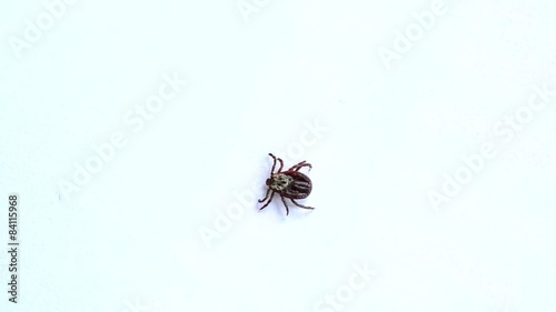 Tick lies upside down, turns over and crawls away photo