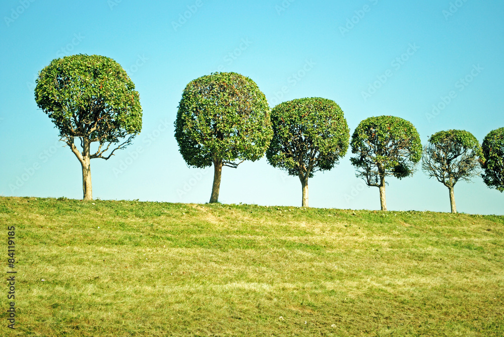 Trees on the hill