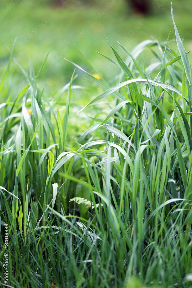 Obraz premium Green grass in a field