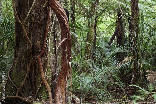 Fototapeta Naklejka Na Ścianę i Meble -  Large tree and vine in tropical jungle