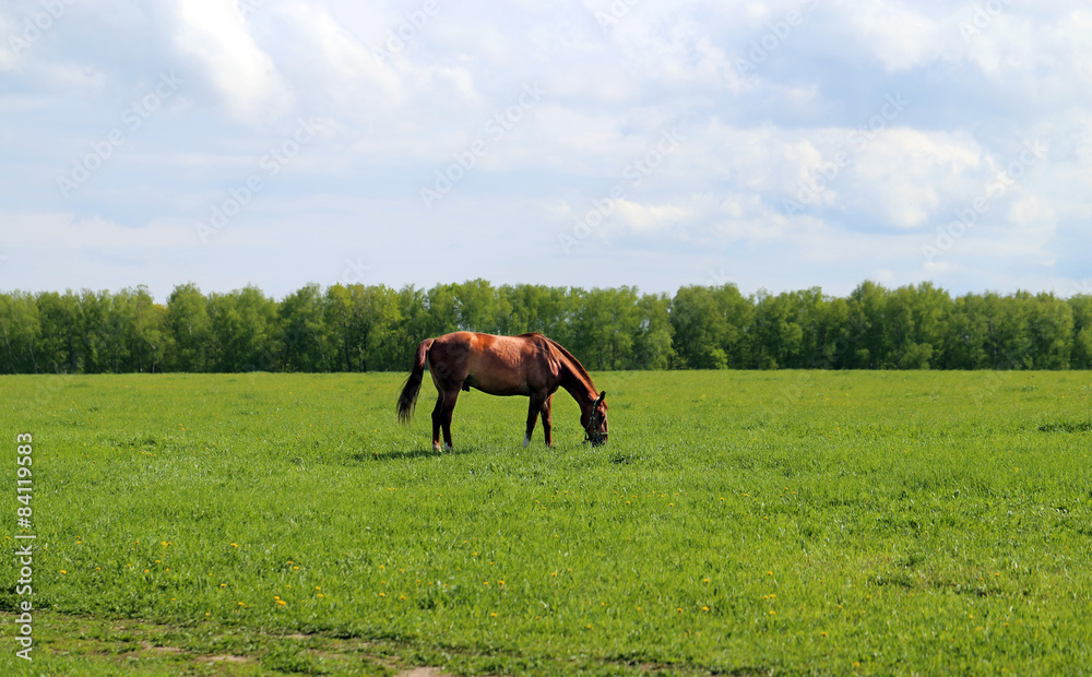 Naklejka premium Beautiful horses