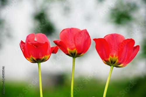 Set of three tulips