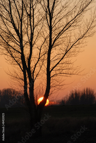 ondergaande zon achter boom 